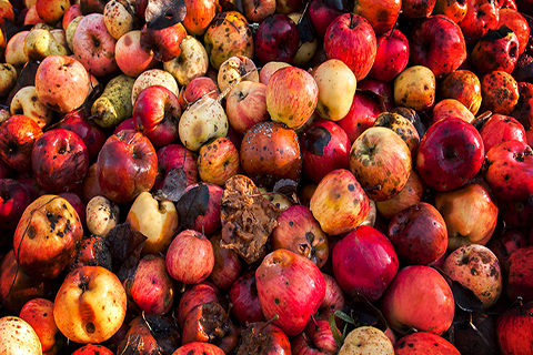 This is a stock photo. This is an overhead image of a pile of apples. The apples are various shades of red and yellow. The apples have black spots all over them.